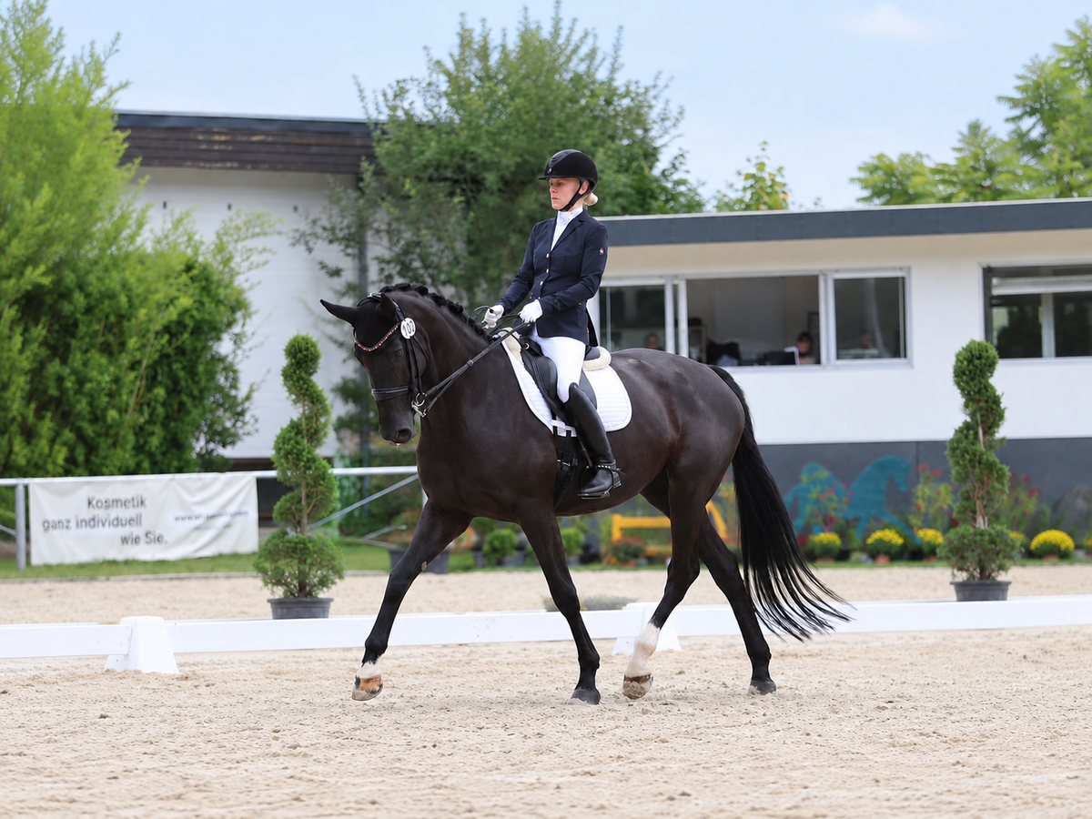 Blue Hors First Choice x Stunning Black Pearl